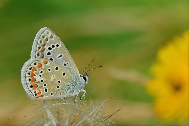 polyommatus icarus