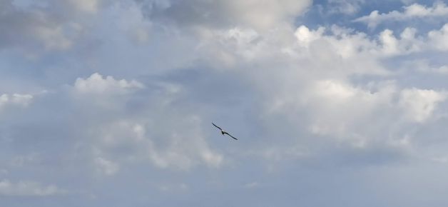 Precioso vuelo de la gaviota.