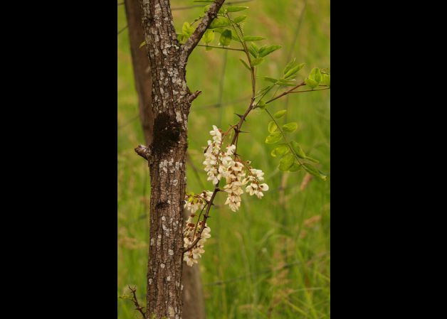 Primavera en Oiartzun