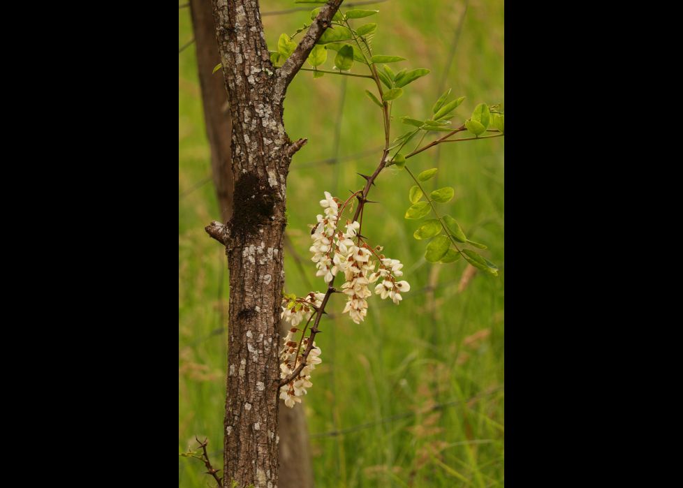 Primavera en Oiartzun