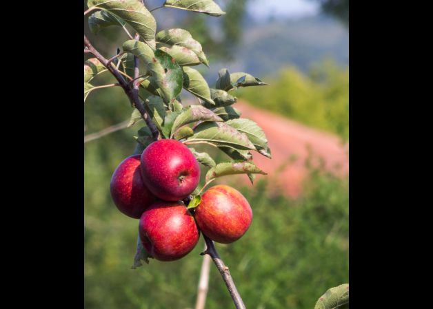 un ramito de manzanas