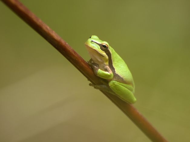 RANITA DE SAN ANTONIO