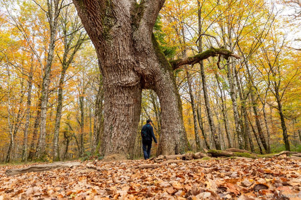 roble de etxarri aranatz