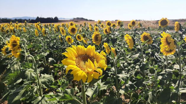 Sinfonia de Girasoles de Durana (Alava)