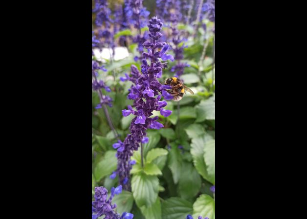 A lo suyo la abeja!!