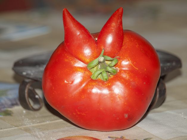 TOMATE CON CUERNOS 