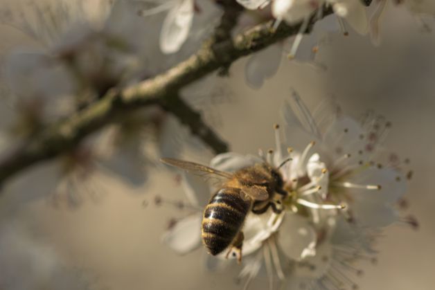 TRABAJADORA INCANSABLE