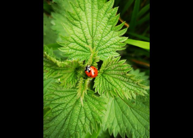 Trapantojo de la Naturaleza 