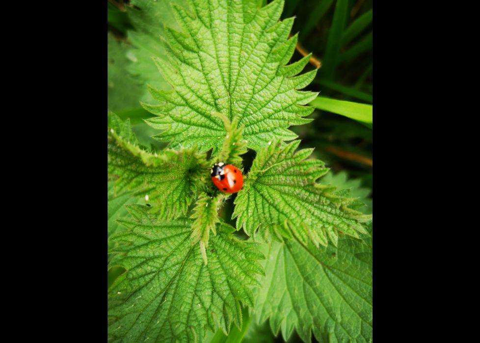 Trapantojo de la Naturaleza