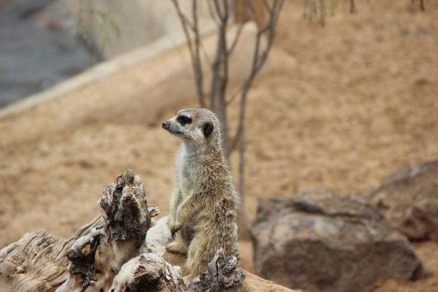 EL VIGILANTE (Jungle Park de Arona)