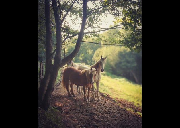 Zaldiak Hernaniko mendietan