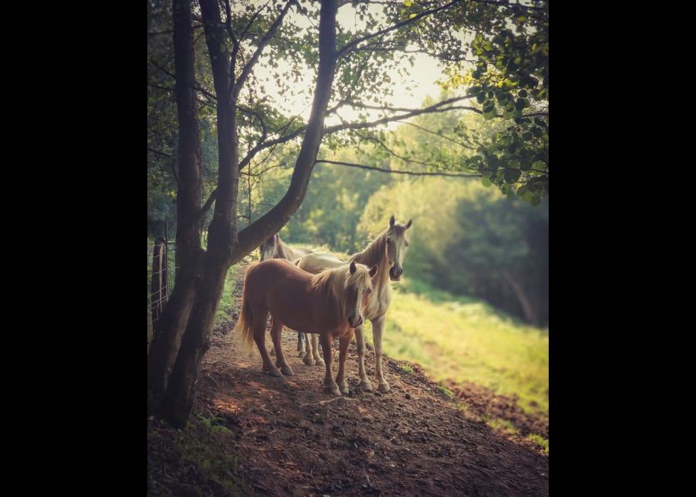 Zaldiak Hernaniko mendietan