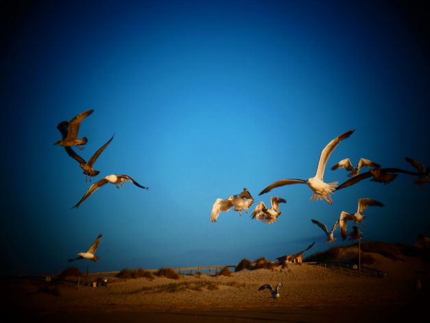 100 gaviotas a volar.