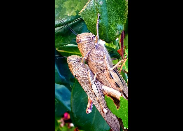 Amor en la naturaleza