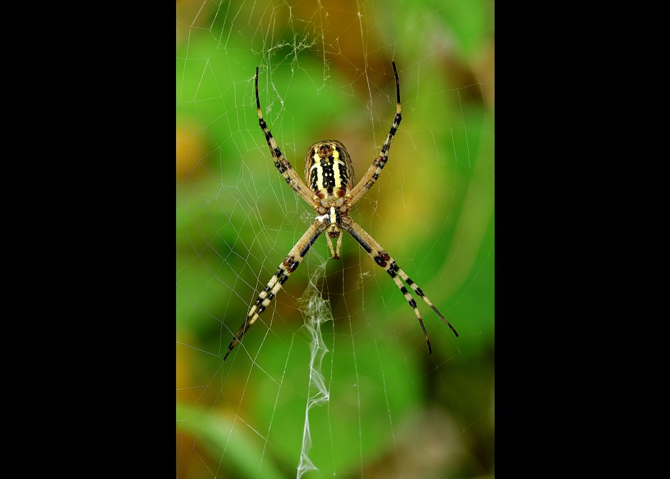 araña tigre