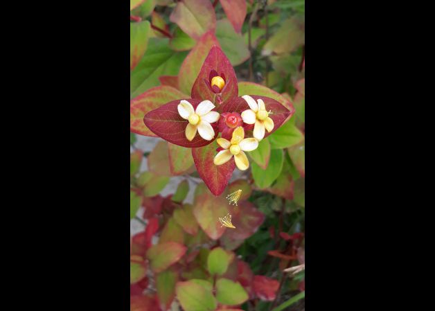 La belleza es efímera