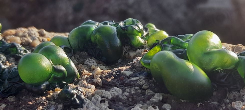 Bizitza muturreko baldintzetan IX