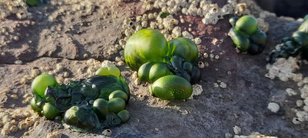 Bizitza muturreko baldintzetan III