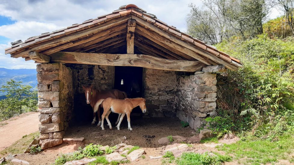 Borda de caballos en el monte Larrun