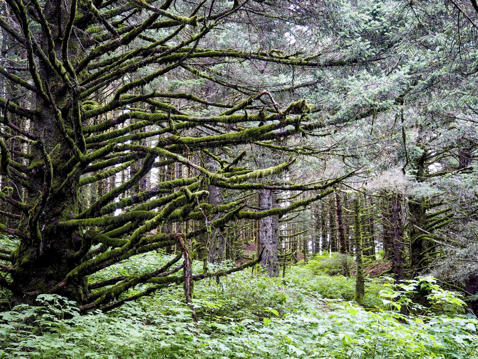 Bosque en Alaska