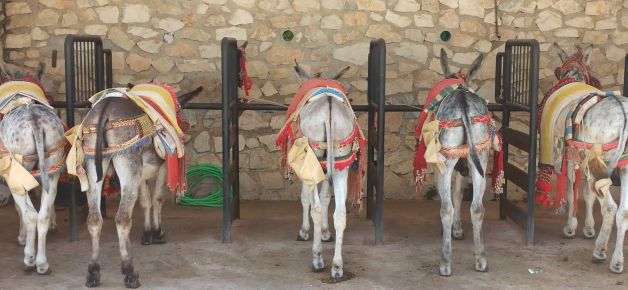 Burros en tiempo de descanso. 