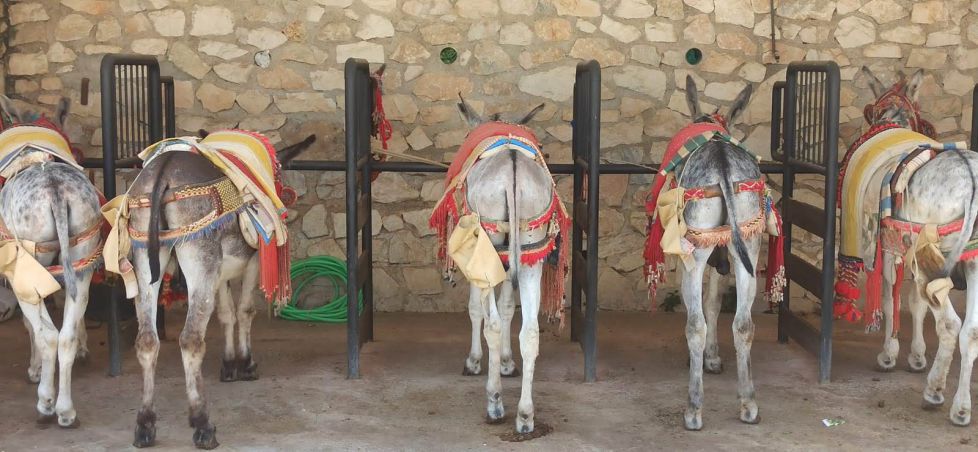 Burros en tiempo de descanso. 