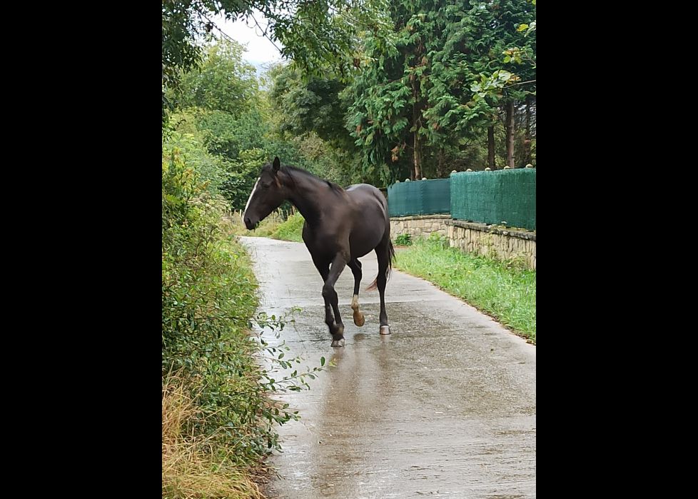 Caballo a la fuga!!