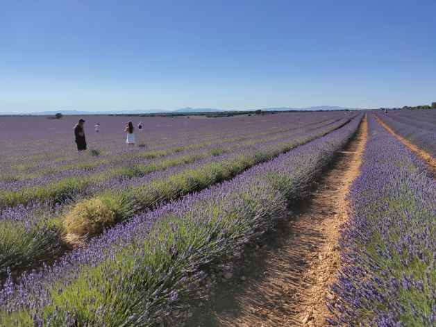 Campos de Lavanda