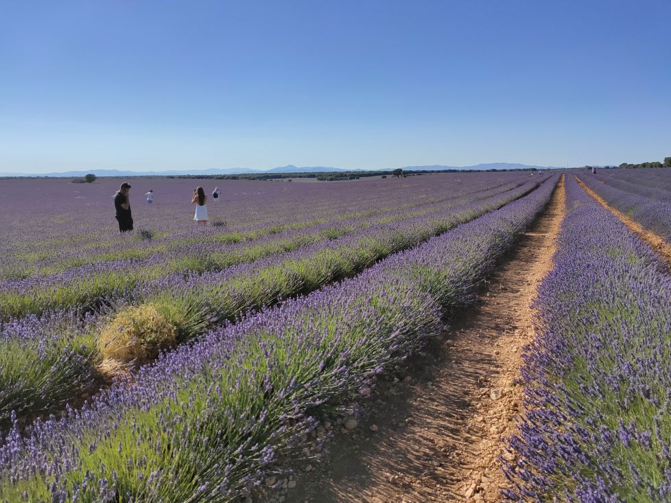 Campos de Lavanda