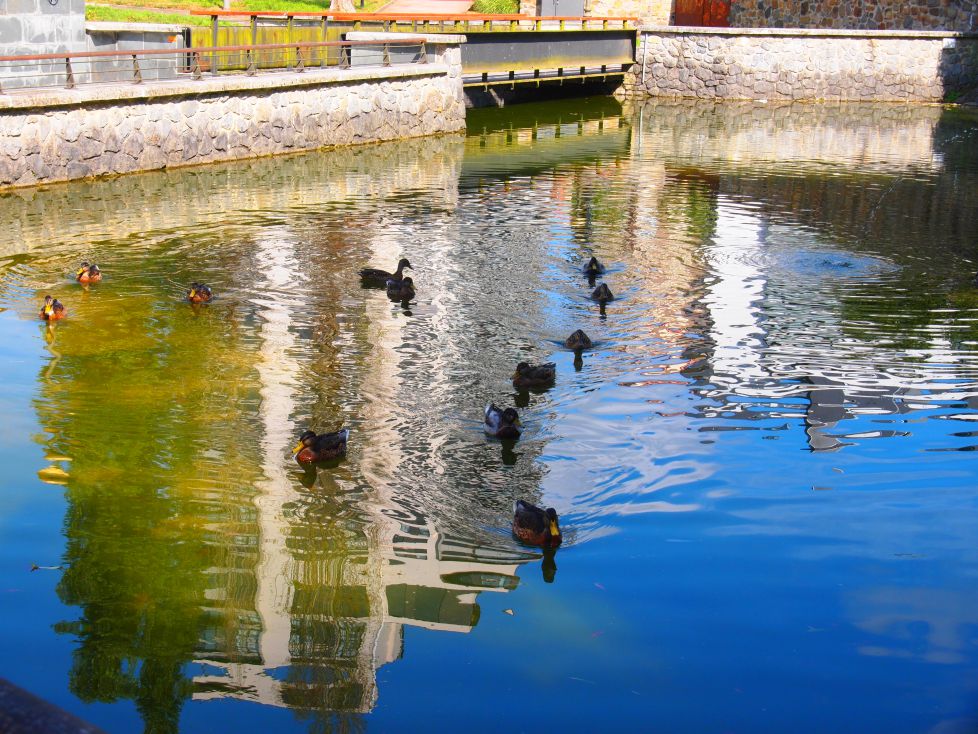 Chapuzon de los patos