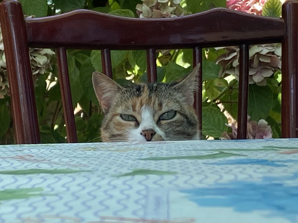 La curiosidad mató al gato