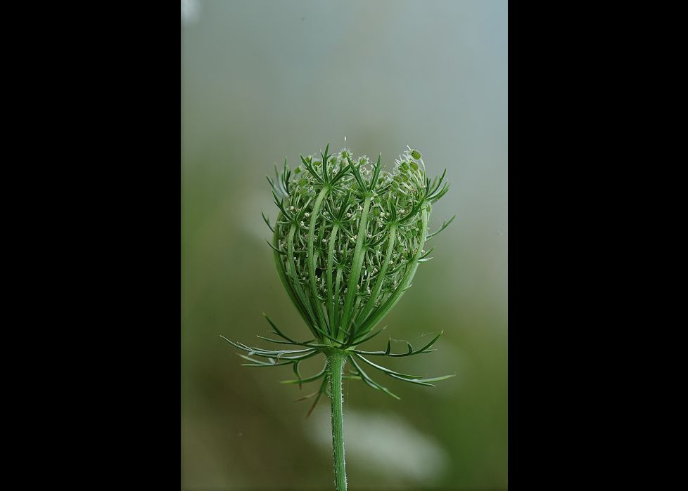 daucus carota