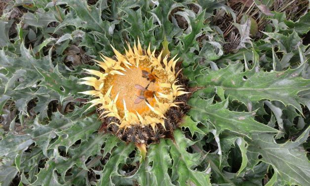 Eguzkilore, la flor por excelencia del Pais Vasco
