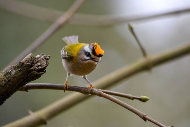 Erregetxo bekainzuria