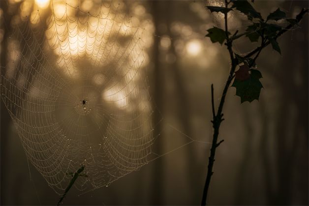 Existe vida en el bosque