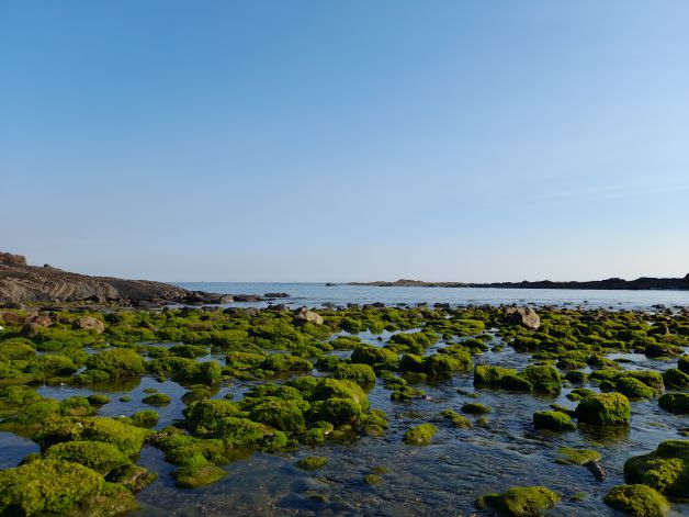 Fotosintesis Lemoizko itsaslabarretan I