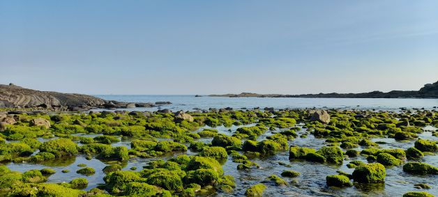 Fotosintesis Lemoizko itsaslabarretan II
