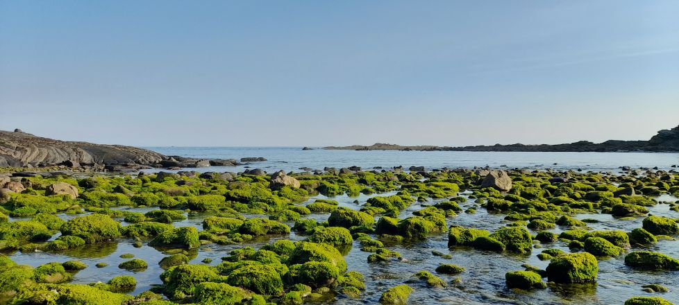 Fotosintesis Lemoizko itsaslabarretan II