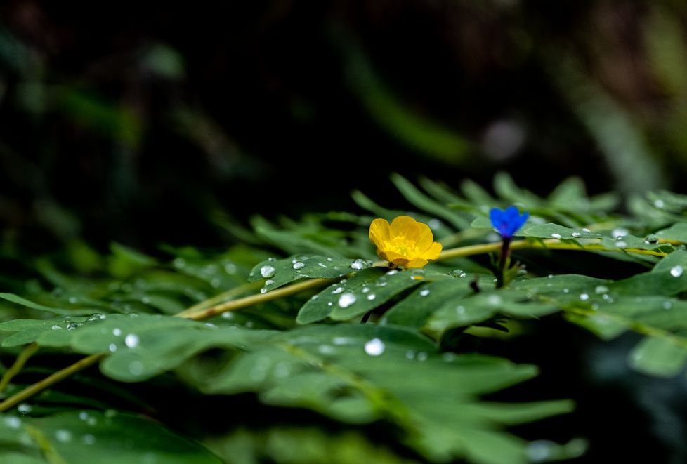 Gotas para la esperanza