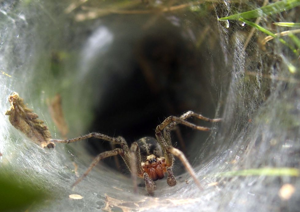 Guardiana intimidante