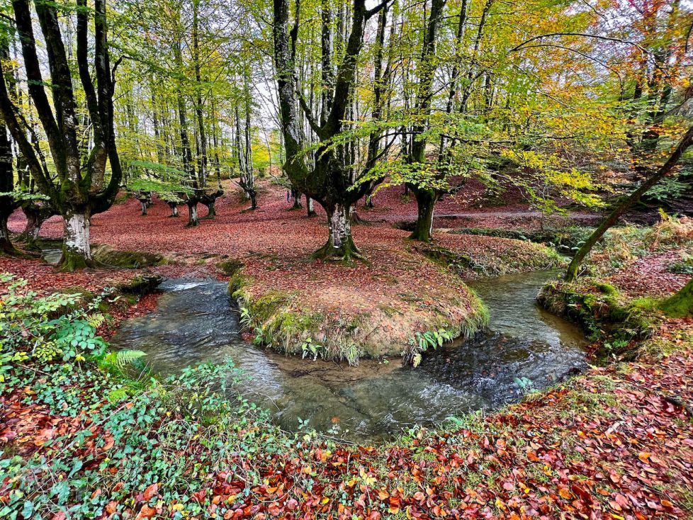 Hayedo de Otzarreta ( Parque Natural de Gorbea )