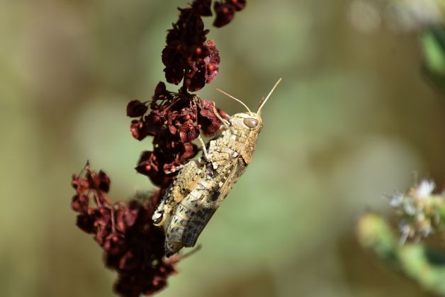 MATXINSALTOA - SALTAMONTES