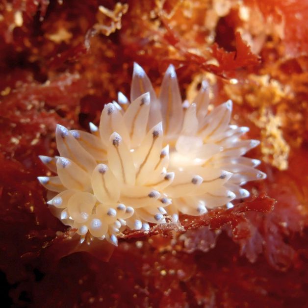 Nudibranquio en Hondarribia