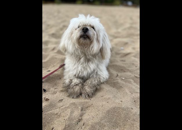 El nuestro mejor amigo .