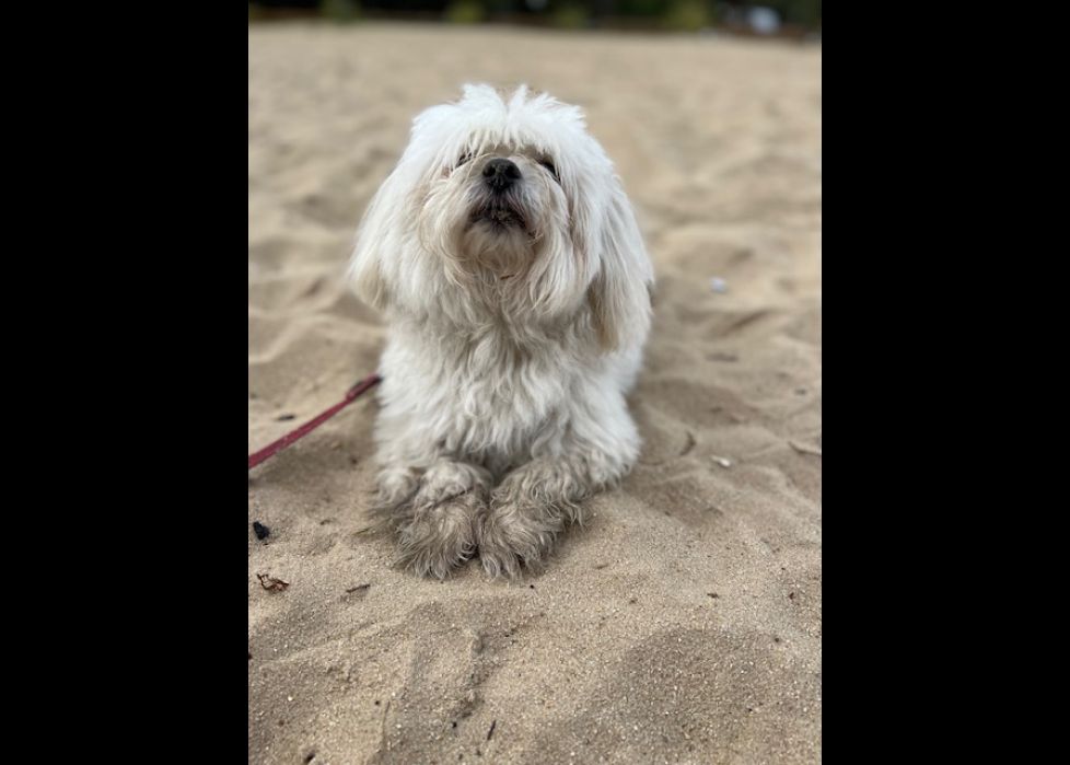 El nuestro mejor amigo .