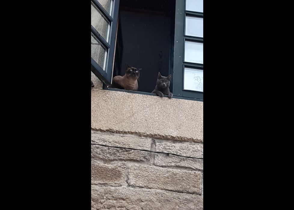 Observando a turistas