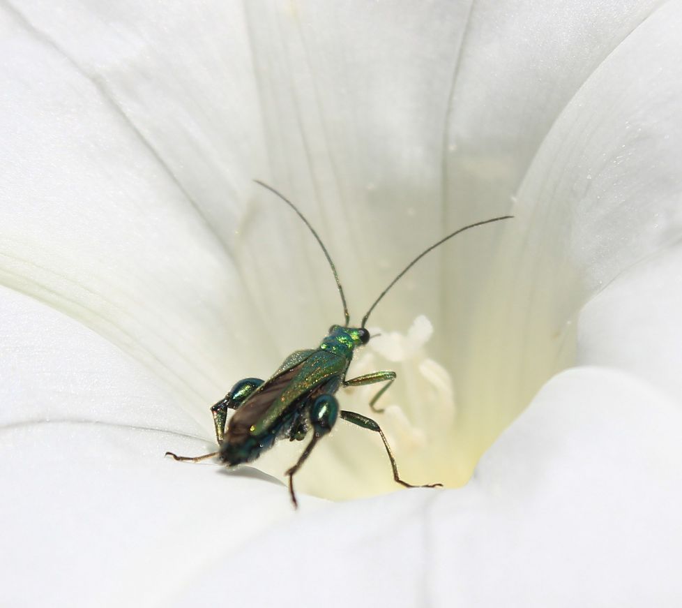 Oedemera nobilis