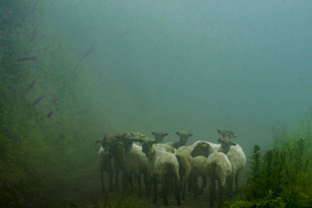 Ovejas en la niebla