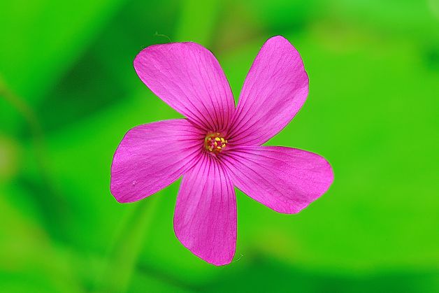 oxalis articulata