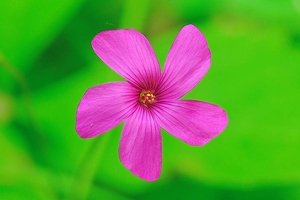 oxalis articulata